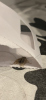 8C2990A3-F302-4AAF-A4B6-35E70F314917.png