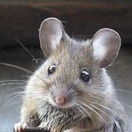 Roberto