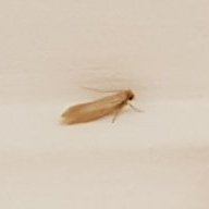 bichos_en_casa